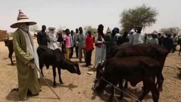 Farmers-herders clashes: Miyetti Allah supports cattle colony, rejects ranching