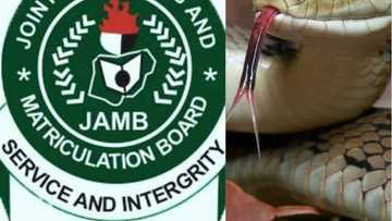 Incredible story about snake in JAMB office and swallowed N36 million