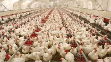 Bird Flu panic: Kogi state government kicks off disinfection exercise