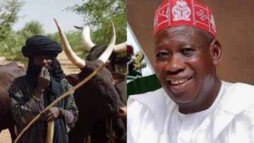 Kano government to create grazing reserve for 5 million cattle