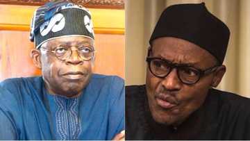 How we can revive Nigeria's economy - Bola Tinubu advises Buhari