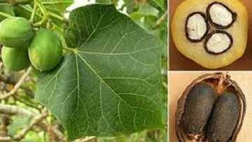 Man Kadanya: Gwamnatin Tarayya ta sanya hannu kan yarjejeniyar dala biliyan 3 da wani kamfani daga Malaysiya