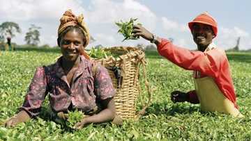 Agricultural loan in Nigeria: how to get it?