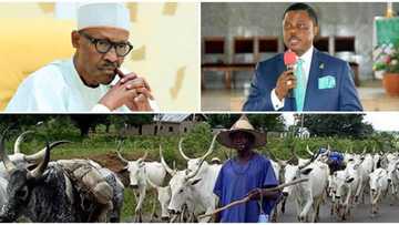 Southeast state rejects cattle colonies; says proposal would not resolve herdsmen/farmers clashes