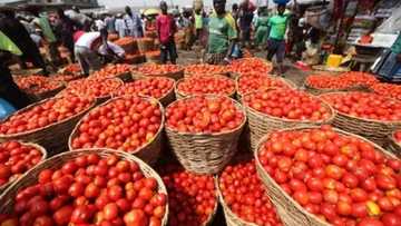 Revealed! The truth behind the scarcity of tomatoes in Nigeria