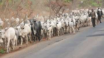 Herdsmen allegedly go haywire, destroy Unilorin’s multi-million naira farm and poison dam with chemicals
