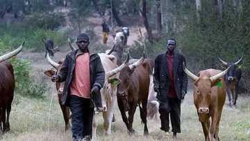 Lack of resources threatens peace between farmers and herdsmen in Nasarawa