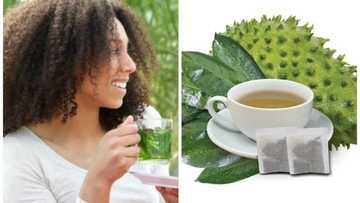 Soursop leaf tea for weight loss