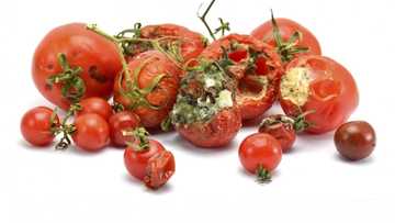 Amfani da rubabben tumatur na haifar da ciwon daji - NAFDAC ta gargadi jama'a