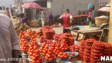 Noma tushen arziki: Yadda Kano ta zama lamba daya wajen samar da tumatur
