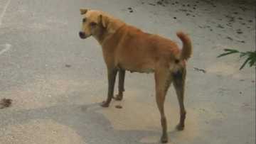 Labarin wani kare da ke zuwa masallaci Sallah sau 5 a rana a garin Zariya