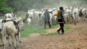 PDP spokesperson, 13 others confirmed dead in Adamawa violence