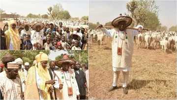 Hotunan gwamna jihar Kano Ganduye yayin da ya fita kiwon shanu a jihar Kano