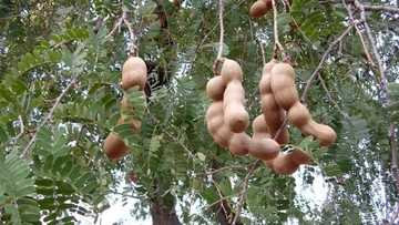 Tsamiya: Amfanin ta, illolin ta, da magungunan da ta ke yi