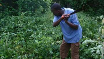 How can weeds in Nigeria help and serve you?