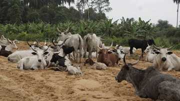 Shanun wani bahillace sun tafka barnar N4m, sun janyo masa dauri a jahar Ogun