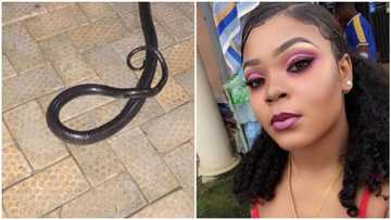 See the long black snake a lady found in her toilet bowl, warns everyone to be careful