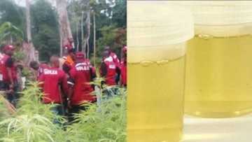 Matasa a jihar Adamawa sun koma amfani da fitsari wajen bugewa - NDLEA