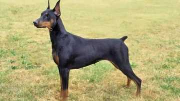 An kama mace mai kwanciya da kare