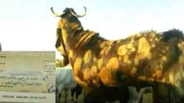 Layyar manya: Wani balarabe yayi layya da dan akuyan Naira biliyan 1 (Hoto)