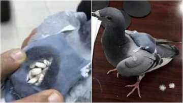 Abin al’ajabi: Tantabara da fataucin miyagun ƙwayoyi (Hotuna)