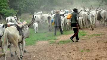 Suspected militia launch attack on herdsmen community in Nasarawa, 2 missing, 73 cows killed