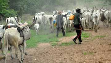 Breaking: Tension as gunmen reportedly attack seminary, shoot Catholic priest, beat students