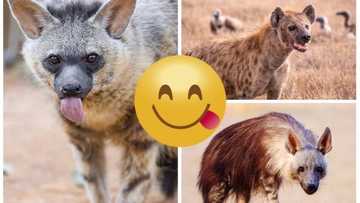 How do you call a female hyena? Interesting facts about this animal