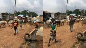 Fulani herdsmen allegedly defy government order against open grazing in Abuja (Photos)