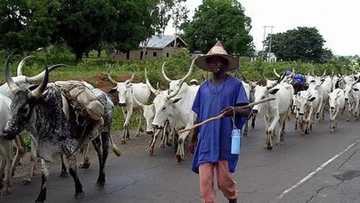Herdsmen/farmers crisis: Centre writes US, Britain over missing N100bn ranch fund
