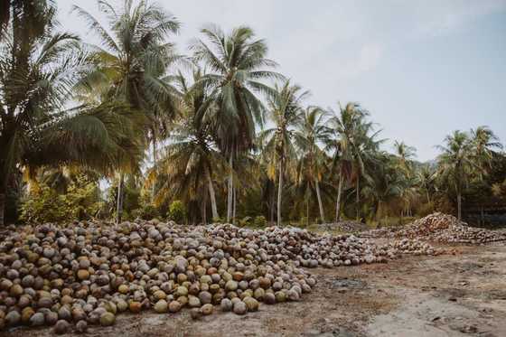 What is coconut: a fruit, a nut, a seed, a vegetable, or a legume