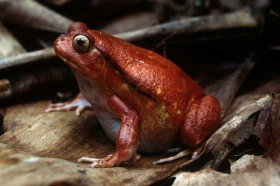 Frog Red Color 30 fascinating red animals that you need to know about - Legit.ng