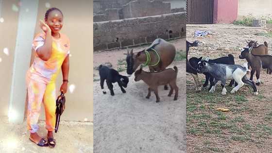 "This is my year": Nigerian lady celebrates joyfully as her 5 goats gives birth to 11 children, posts photos