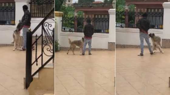 "You don't know your job": Woman sees security dog playing with strange man who broke into the house, video trends