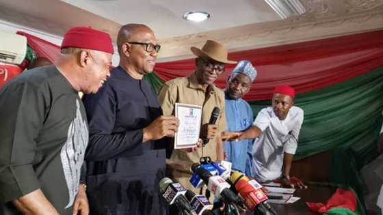 Just in: Labour Party makes final say on Peter Obi's candidacy