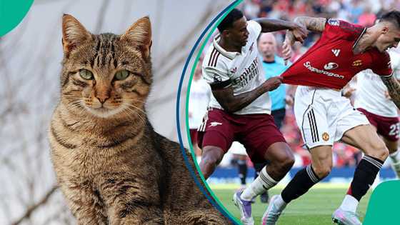 Mysterious cat predicts winner of Arsenal vs Manchester United Premier League clash