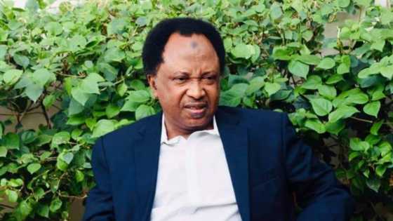 Travel to Cotonou and tweet - Shehu Sani reacts to Twitter ban
