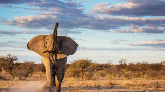 Les animaux du désert menacés : vont-ils disparaître ?