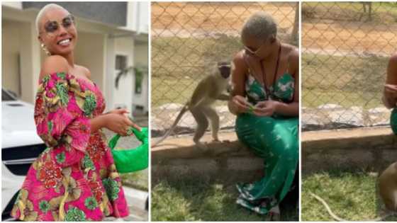 'Flirtatious' monkey tries hard to get under Nancy Isime's dress, sparks funny reactions as video goes viral