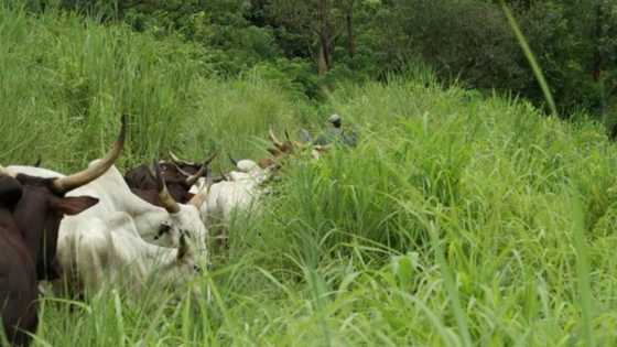 Farmers-herders clashes caused by blockage of grazing routes - Fulani leader