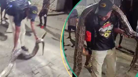 “It was ready to attack”: Panic as python is killed in Lagos estate