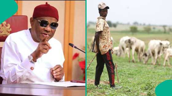 Breaking: Wike breaks silence over roaming cattle roaming in Abuja