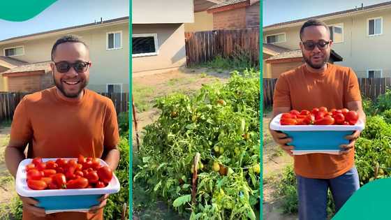 "₦8k-₦10k in Lagos" Nigerian man abroad shows off massive backyard tomato harvest, video goes viral