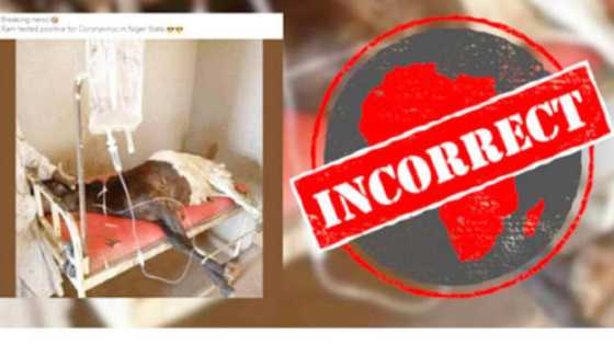 Shin da gaske ne rago ya kamu da coronavirus a Arewacin Nigeria?