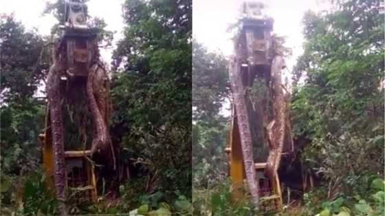 Bidiyo da hotunan maciji mafi girma da aka taba gani a duniya