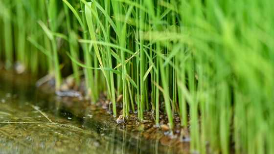 Japan's sticky problem with Trump, tariffs and rice
