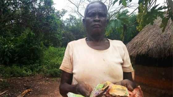 Termites eat elderly couple's N181k they saved in metallic piggy bank for 3 years