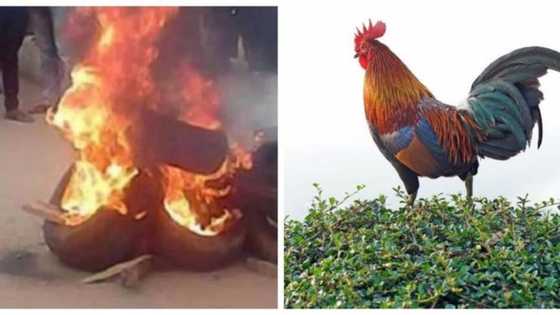 An kona wani mutum kurmus saboda ya saci kaza