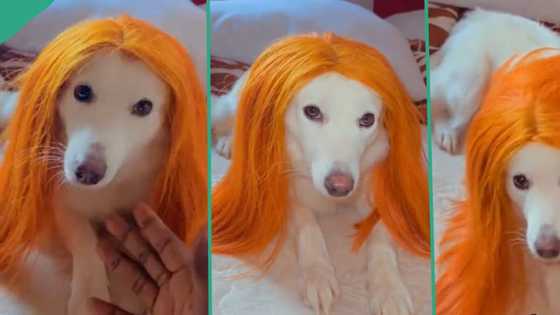 "She doesn't like the hair": Nigerian man buys expensive wig for his pet dog, video goes viral