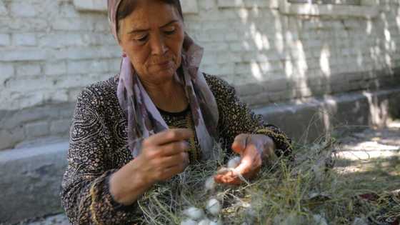 Uzbekistan tries to put fresh spin on its silk industry